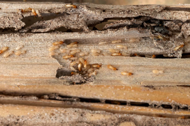 Best Local Pest Control Services  in Grayslake, IL